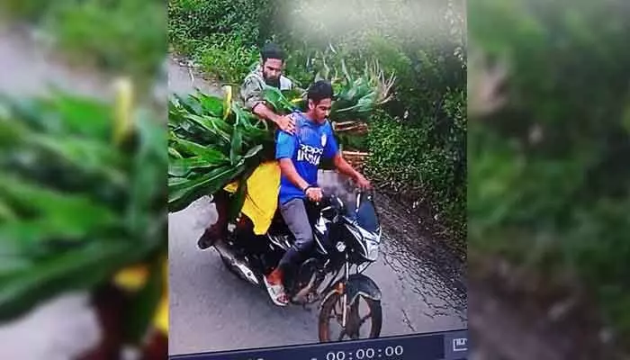 మొక్కజొన్న కంకుల చాటున యూరియా బస్తా చోరీ మొక్కజొన్న కంకుల చాటున యూరియా బస్తా చోరీ