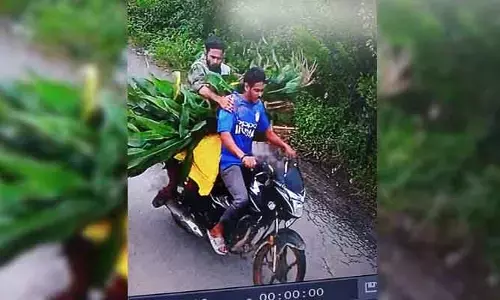 మొక్కజొన్న కంకుల చాటున యూరియా బస్తా చోరీ