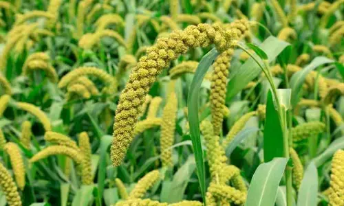 ఆర్గానిక్ కొర్రలు తక్కువ ధరకే కావాలా?