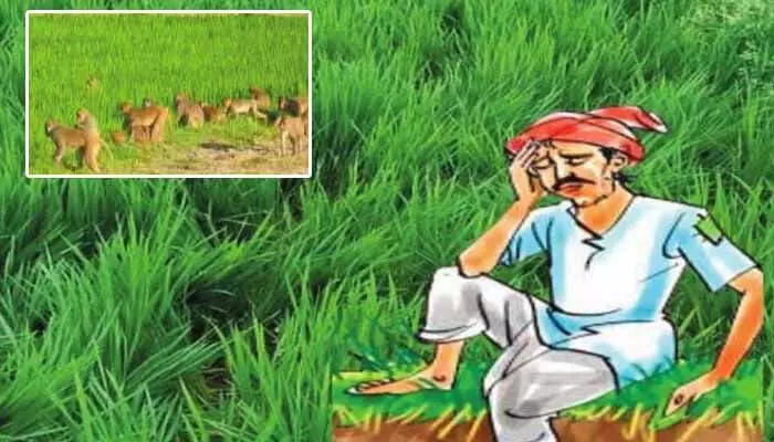 ఒక వైపు యూరియా కొరత.. మరోవైపు వణ్యప్రాణులు.. రైతన్నల బాధ వర్ణనాతీతం ఒక వైపు యూరియా కొరత.. మరోవైపు వణ్యప్రాణులు.. రైతన్నల బాధ వర్ణనాతీతం