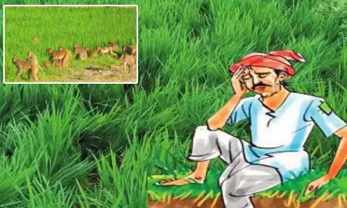 ఒక వైపు యూరియా కొరత.. మరోవైపు వణ్యప్రాణులు.. రైతన్నల బాధ వర్ణనాతీతం