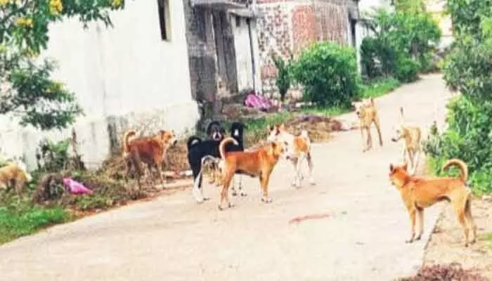 AP | ఇక ఉండదు భౌభౌల భయం AP | ఇక ఉండదు భౌభౌల భయం