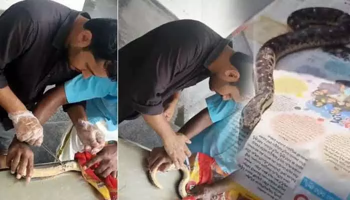 పాముకు వైద్యం చేసిన వెటర్నరీ డాక్టర్ (వీడియో) పాముకు వైద్యం చేసిన వెటర్నరీ డాక్టర్ (వీడియో)