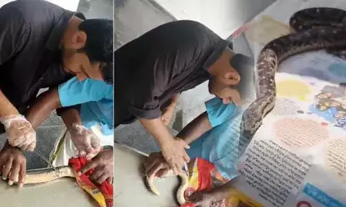 పాముకు వైద్యం చేసిన వెటర్నరీ డాక్టర్ (వీడియో)