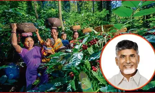 ప్రపంచ స్థాయిలో అరకు కాఫీ ఫేమస్