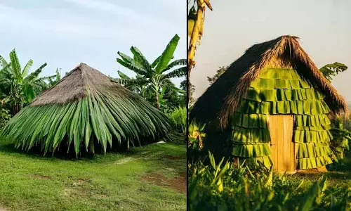 Banana leaves : అరటి ఆకుల ఇల్లు.. అక్కడంతా ఇదే ట్రెండ్..! ఉపయోగాలేంటో తెలుసా?