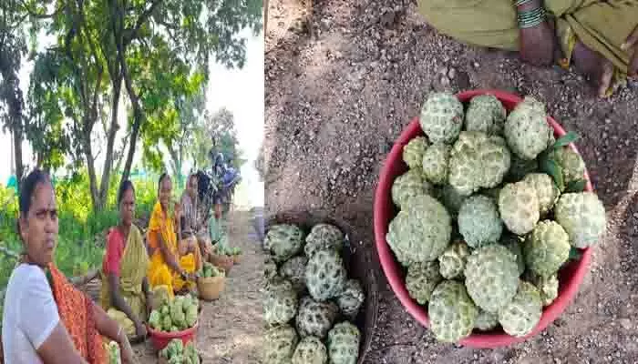 సీతాఫలాలతోనే ఆదివాసులకు ఆదాయం సీతాఫలాలతోనే ఆదివాసులకు ఆదాయం