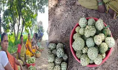 సీతాఫలాలతోనే ఆదివాసులకు ఆదాయం