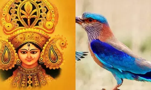 దసరా రోజు పాలపిట్టను ఎందుకు చూడాలి..? దీని వెనుక ర‌హ‌స్యం ఏంటీ