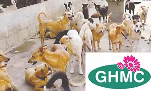 Stray Dogs: జీహెచ్ఎంసీ ఖర్చులు కోట్లలో.. వీధి కుక్కల నియంత్రణ నామమాత్రమే!