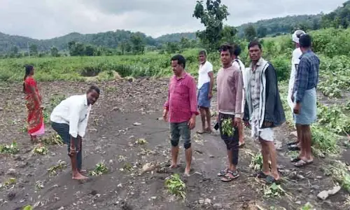 తగ్గుముఖం పట్టని వానలు.. పత్తి, సోయా రైతులు ఆందోళన