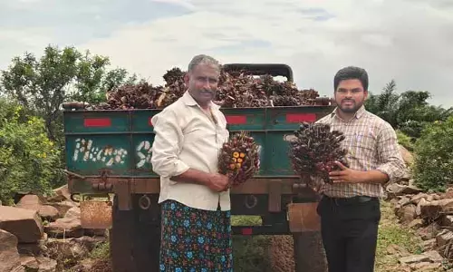 తొలిసారికే 6 ట‌న్నుల ఆయిల్ ఫామ్ దిగుబ‌డి