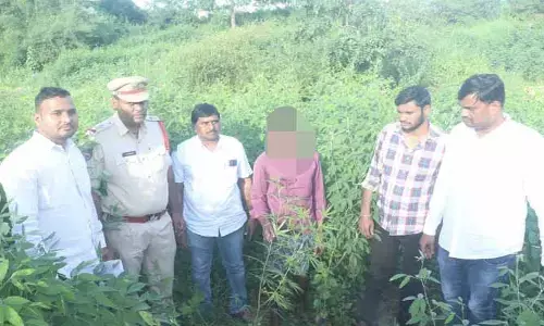 గంజాయి మొక్కలు స్వాధీనం
