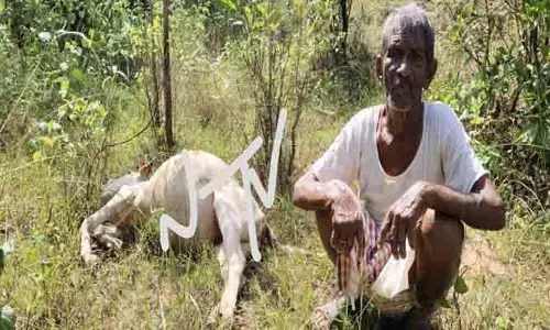 ఆవు పై పులి దాడి..భ‌యాందోళ‌న‌లో ప్ర‌జ‌లు