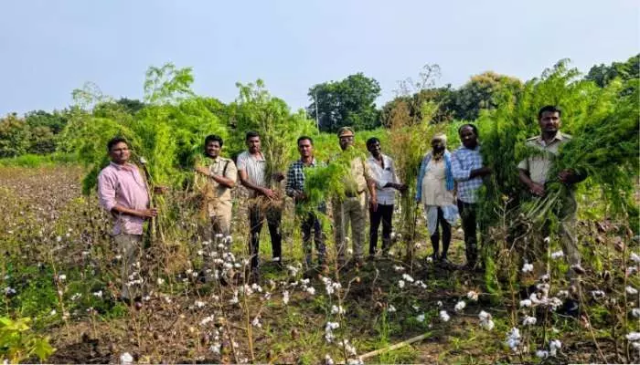 పత్తిపంటలో గంజాయి మొక్కలు పత్తిపంటలో గంజాయి మొక్కలు