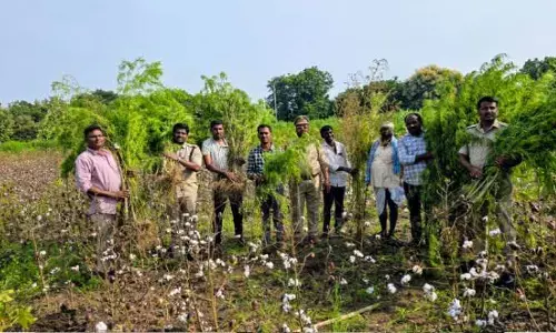 పత్తిపంటలో గంజాయి మొక్కలు