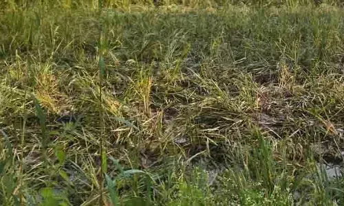 చేతికి వచ్చిన పంట ధ్వంసం చేసిన అడవి పందులు