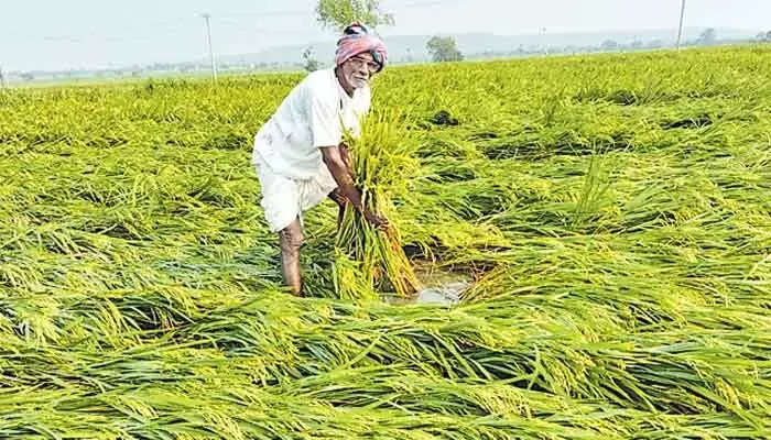 రాష్ట్రంలో అన్నదాతల దైన్యం.. పంట నష్టపరిహారం కోసం ఎదురుచూపులు రాష్ట్రంలో అన్నదాతల దైన్యం.. పంట నష్టపరిహారం కోసం ఎదురుచూపులు