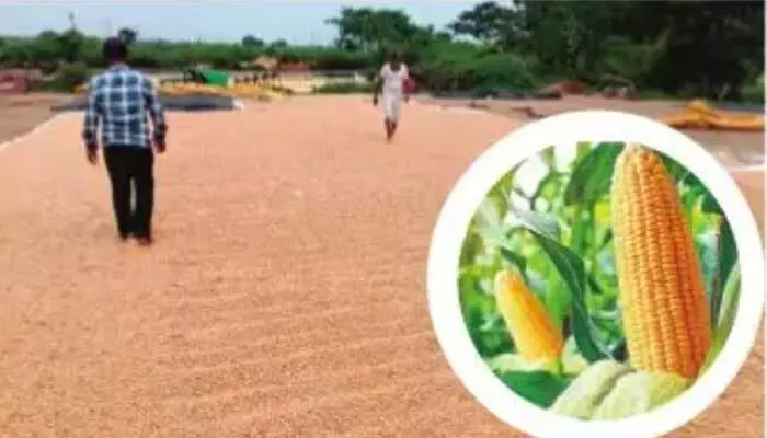 మక్కలపై ఎందుకింత చిన్నచూపు.. కొనుగోలు కేంద్రాలెందుకు తెరవరు? మక్కలపై ఎందుకింత చిన్నచూపు.. కొనుగోలు కేంద్రాలెందుకు తెరవరు?