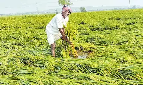 రాష్ట్రంలో అన్నదాతల దైన్యం..  పంట నష్టపరిహారం కోసం ఎదురుచూపులు