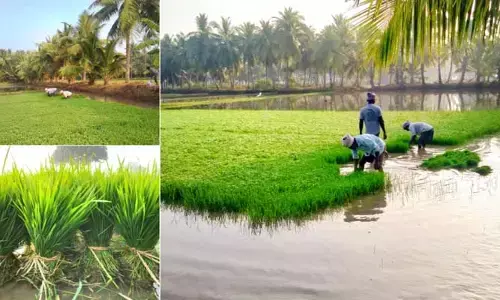 అధిక దిగుబడినిచ్చే కొత్త రకం వరి.. ఒక్కసారి నాటితే ఆరుసార్లు కోతకు.. వెంటనే తెలుసుకోండి!