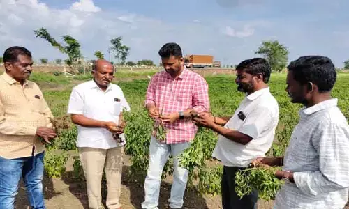 15 ఎకరాల్లో మిర్చి సాగు చేస్తే కిలో కూడా దిగుబడి రాలే..!