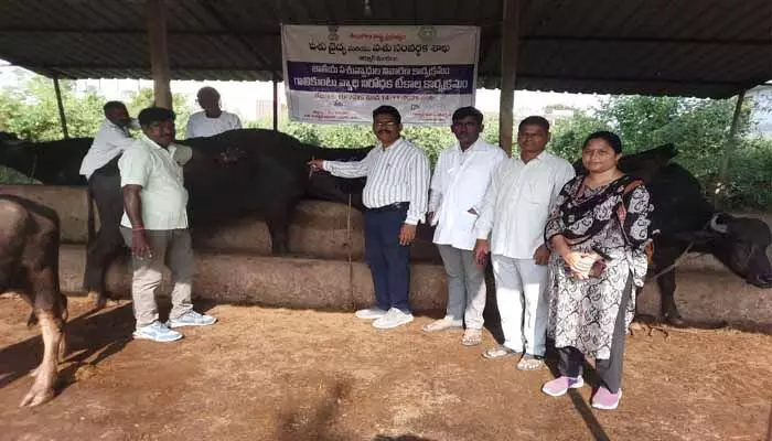 ఆర్మూర్ లో పశువులకు గాలికుంటు వ్యాధి నివారణ టీకాలు.. ఆర్మూర్ లో పశువులకు గాలికుంటు వ్యాధి నివారణ టీకాలు..