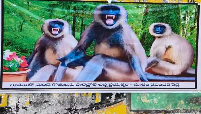 కోతుల బెడద నివారణకు వినూత్న ఆలోచన కోతుల బెడద నివారణకు వినూత్న ఆలోచన