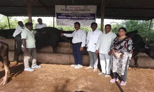 ఆర్మూర్ లో పశువులకు గాలికుంటు వ్యాధి నివారణ టీకాలు..