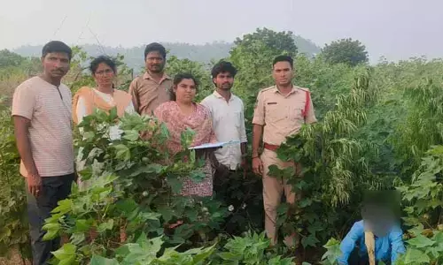 380 గంజాయి మొక్క‌లు ప‌ట్టివేత