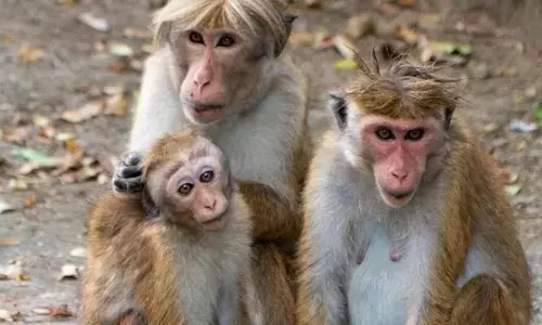 వామ్మో కోతులు.. వనం విడిచి జనంలోకి వస్తున్న వానరాలు