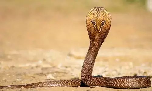 పూజ గదిలో మహిళ కు పాము కాటు..!
