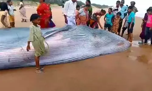 ఒడ్డుకు కొట్టుకువచ్చిన భారీ తిమింగలం.. చూసేందుకు ఎగబడ్డ జనం
