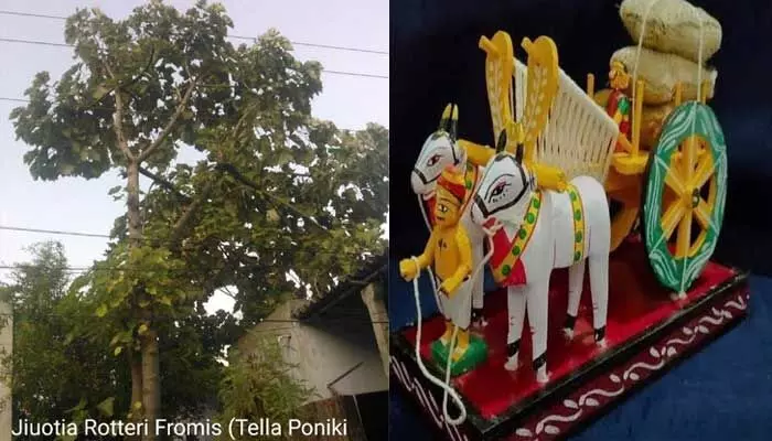 అంతరించి పోతున్న పొనికి చెట్టుకు కొత్త జీవం.. ములుగు అటవీ కళాశాల సరికొత్త ఆవిష్కరణ అంతరించి పోతున్న పొనికి చెట్టుకు కొత్త జీవం.. ములుగు అటవీ కళాశాల సరికొత్త ఆవిష్కరణ