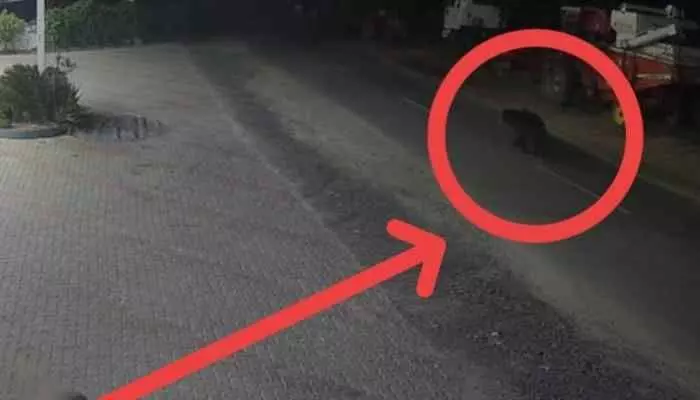 ఎలుగుబంటి సంచారం ఎలుగుబంటి సంచారం