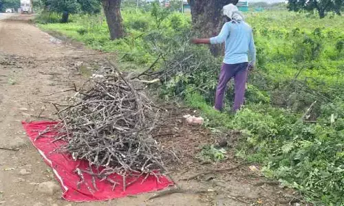 చెట్టు కొమ్మలతో ఆదాయం...కిలో ఎంతంటే
