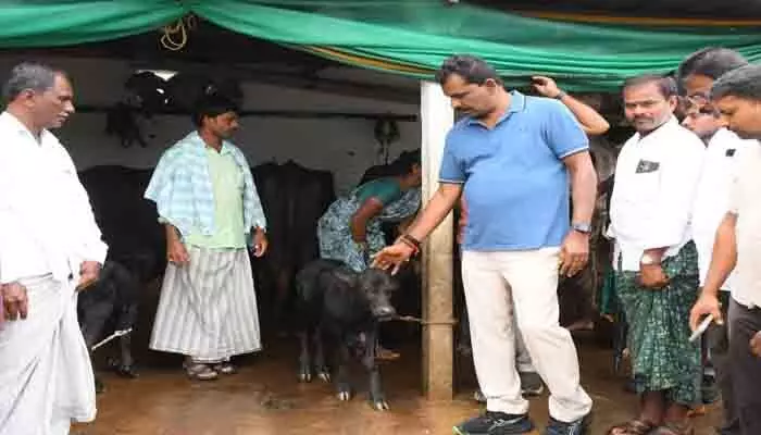 గేదెలు మృతి చెందిన బాధిత కుటుంబాలకు ఎమ్మెల్యే ఆర్థిక సాయం గేదెలు మృతి చెందిన బాధిత కుటుంబాలకు ఎమ్మెల్యే ఆర్థిక సాయం