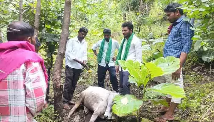 పులి సంచారం.. నాలుగు ఎద్దులు మృతి పులి సంచారం.. నాలుగు ఎద్దులు మృతి