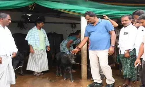 గేదెలు మృతి చెందిన బాధిత కుటుంబాలకు ఎమ్మెల్యే ఆర్థిక సాయం