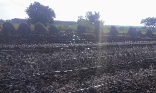 బోరు లేని పొలాల్లో బావి నీటితో బంగారం