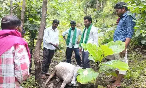 పులి సంచారం.. నాలుగు ఎద్దులు మృతి