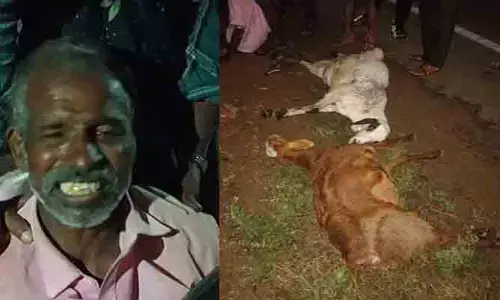 గొర్రెల మంద పై బైకు ఢీ.. 2 గొర్రెలు మృతి.. కాప‌రికి గాయాలు..!