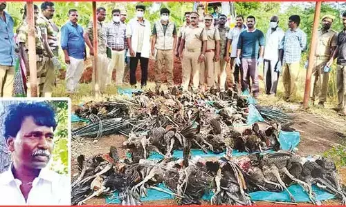 ఒకటి కాదు రెండు కాదు.. ఏకంగా 40 నెమళ్లు మృతి