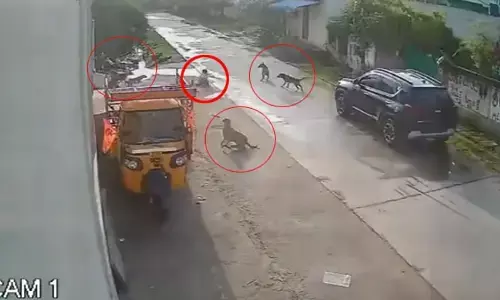 Stray Dogs: వరంగల్ జిల్లాలో విషాదకరమైన ఘటన.. 7 ఏళ్ల బాలికపై వీధి కుక్కల దాడి