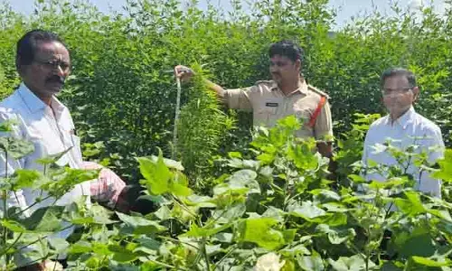 రూ.3 లక్షల గంజాయి పట్టివేత