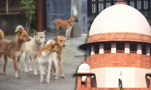 Supreme Court: కనీసం చలనం లేదా? వీధి కుక్కల అంశంలో రాష్ట్రాలపై సుప్రీం ఆగ్రహం