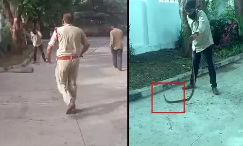 Snakes in Ministers Quarters: హైదరాబాద్‌ మినిస్టర్స్ క్వార్టర్స్‌లో పాముల కలకలం