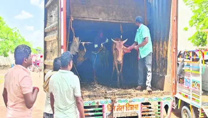 బెజ్జూరులో 48 పశువులు పట్టివేత.. ఇద్దరిపై కేసు నమోదు.. బెజ్జూరులో 48 పశువులు పట్టివేత.. ఇద్దరిపై కేసు నమోదు..