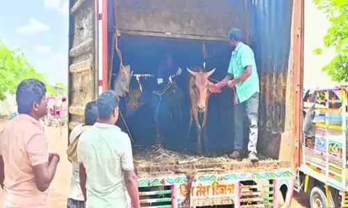బెజ్జూరులో 48 పశువులు పట్టివేత.. ఇద్దరిపై కేసు నమోదు..