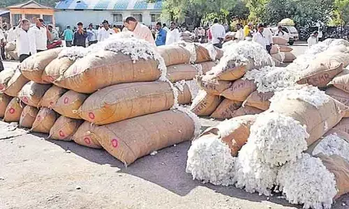 తెల్లబంగారానికి కరువైన మద్దతు ధర